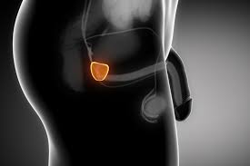 prostate